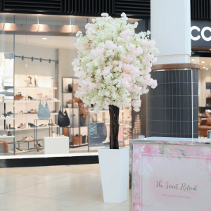 Dulce Pinky White Cherry Blossom Tree